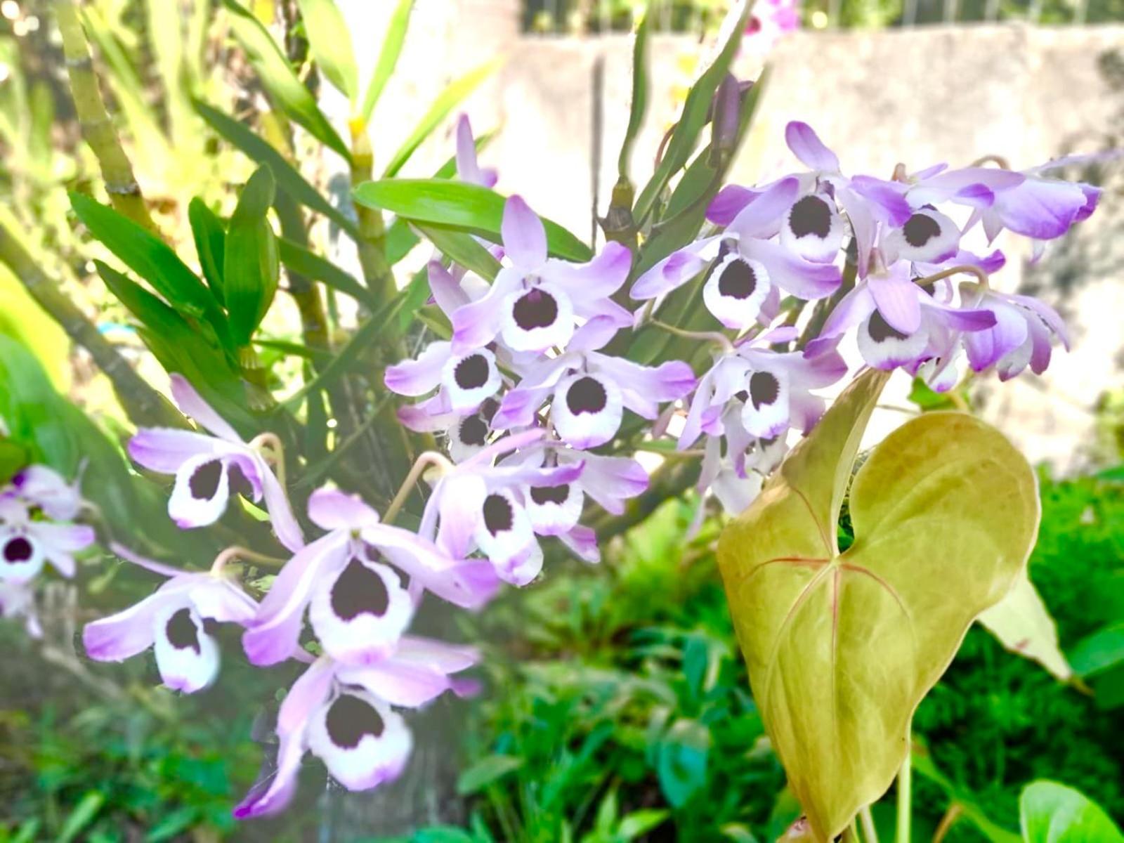Recanto Das Bromelias Chales Guarda do Embaú Εξωτερικό φωτογραφία